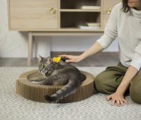 close-up-beautiful-cat-with-owner