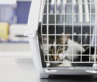 cute-cat-cage-veterinary-clinic