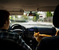 man-driving-with-beautiful-cat-him
