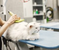 Vet with a brush for animals. Woman in a black T-shirt. Cat on a couch.